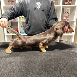 Amigo - Dachshund