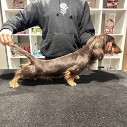 Amigo - Dachshund