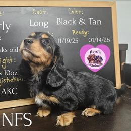 Carly - Black and tan female Dachshund puppy in Hoquiam, Washington from Heyd's Mini Dachshunds
