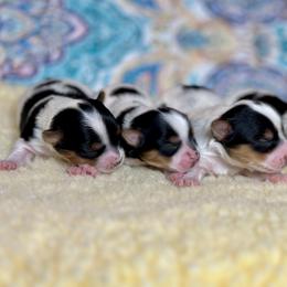 Biewer Terrier and Russian Tsvetnaya Bolonka Puppies from Von Edelweiss Biewer Terriers
