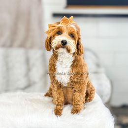 Kitts - Goldendoodle