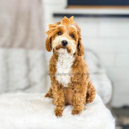 Kitts - Goldendoodle