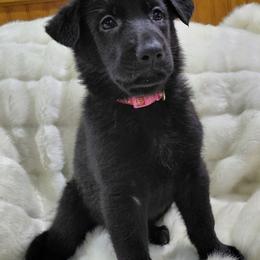 German Shepherd Puppies from Moonlight Shepherds LLC