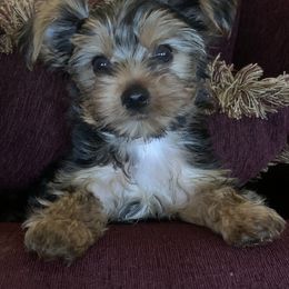Yorkshire Terrier Puppies from YorkiStars