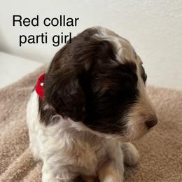 Girl 5 - Parti female Poodle puppy in Colorado Springs, Colorado from Pikes Peak Doodles