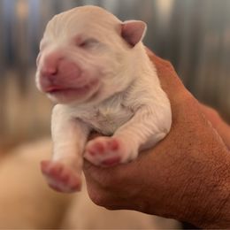 Girl 4 - White female Great Pyrenees puppy in Elfrida, Arizona from Outlaw Acres Kennels
