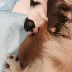 Boy 2 - Wolf sable Pomeranian puppy in Shelton, Connecticut from Dawn's Pomeranians