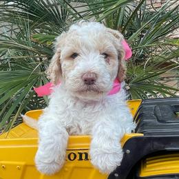 Dolly - Parti female Labradoodle puppy in St George, Utah from Terra's Swann's Kennels