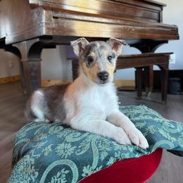 Silversmith (Fenrys) - Blue merle white and tan male Collie puppy in Underwood, Indiana from Third Gen Collies