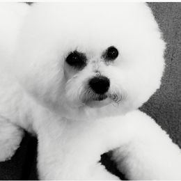 Bichon Frise Puppies from Heavenscent Bichons