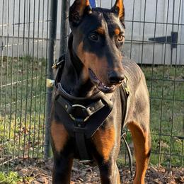 Meliodas - Doberman Pinscher