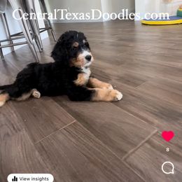 Bernedoodle and Goldendoodle Puppies from Central Texas Doodles