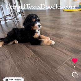 Bernedoodle and Goldendoodle Puppies from Central Texas Doodles