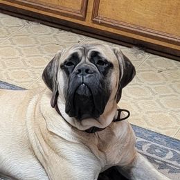 Freya - Mastiff