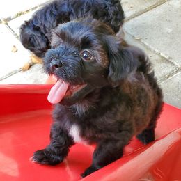 Havanese from Patriot Pups