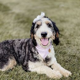 Acadia - Bernedoodle