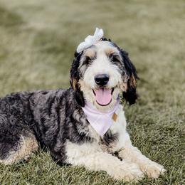 Acadia - Bernedoodle