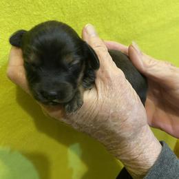 MIRA - Black and tan female Dachshund puppy in Elizabethtown, Kentucky from Teeny Tiny Puppy Tails