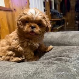 Bucky - Red male Shih Tzu puppy in Running Springs, California from Amanda's Shih Tzus