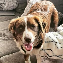 Sunny - Border Collie