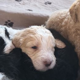 Bernedoodles, Goldendoodles, and Golden Retrievers from Schweers Goldens and Doodles