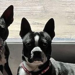 Boston Terriers from Lake Forest Bostons
