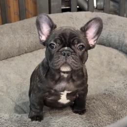 Endor - Brindle female French Bulldog puppy in Nebraska from MochaLabs