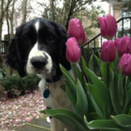 English Springer Spaniels from Carolina Kennels