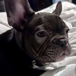Coraline - Liver female French Bulldog puppy in Greenfield, Missouri from Hope Mountain French Bulldogs