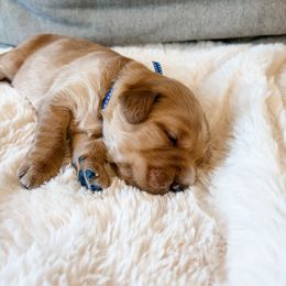 Navy collar - Golden male Golden Retriever puppy in Lehi, Utah from Open Star Goldens