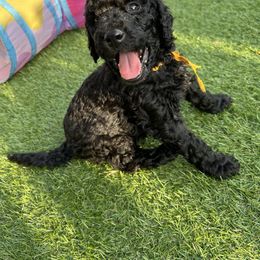 Brody (yellow boy) - Parti male Poodle puppy in Gainesville, Georgia from Rose’s Goldendoodles & Standard Poodles
