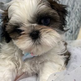 Shih Tzu Puppies from Bay Area Shih Tzu