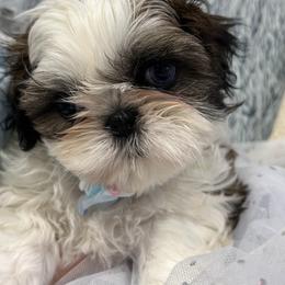Shih Tzu Puppies from Bay Area Shih Tzu