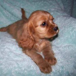 Cavalier King Charles Spaniel, Cocker Spaniel, and Xoloitzcuintli Puppies from Shasta Spots and Solids