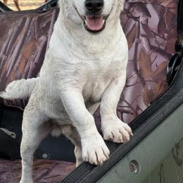 Border Collie and Jack Russell Terrier Puppies from CP FARMS BORDER COLLIES N JACKS CORP