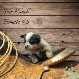 Female 5 - Blue female Australian Cattle Dog puppy in Waterloo, South Carolina from Star Ranch Australian Cattle Dogs