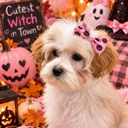 Roxy - Cream female Maltipoo puppy in Lebanon, Kentucky from Mosaic Merle Doodles