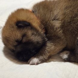 Shiba Inu Puppies from Yoru's Dojo Legacy
