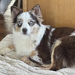 Aisha - Australian Shepherd