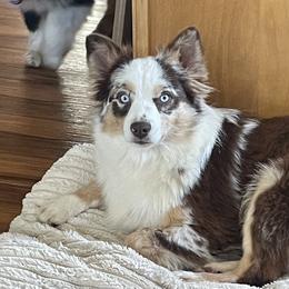 Aisha - Australian Shepherd