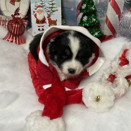 Apollo - Black tri male Miniature Australian Shepherd puppy in Signal Mountain, Tennessee from D & D Miniature and Toy Australian Sheppards
