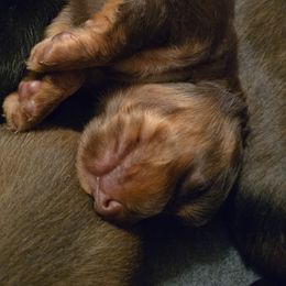 Dachshund Puppies from Tumbleweed Dachshunds