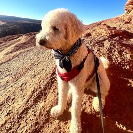 Azula - Goldendoodle