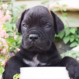 Boy 2 - Black brindle male Cane Corso puppy in Emmett, Idaho from NorthWood’s Cane Corso
