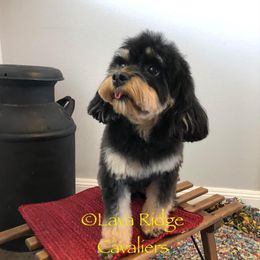 Ava - Cavapoo