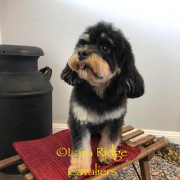 Ava - Cavapoo