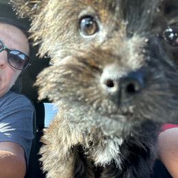 Companion Cross Puppies from Yorkies from the heart