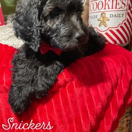 Labradoodle Puppies from Willow Springs Doodles