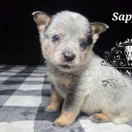 Sapphire - Blue female Australian Cattle Dog puppy in Silsbee, Texas from Rockin ND Ranch