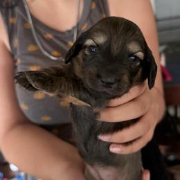 Red girl - Red female Dachshund puppy in Lady Lake, Florida from Shotzie Doxie Co.
